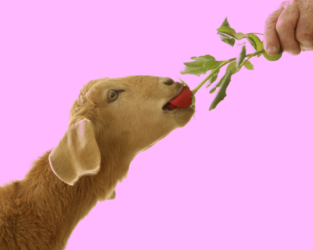 goat-eating-rose1